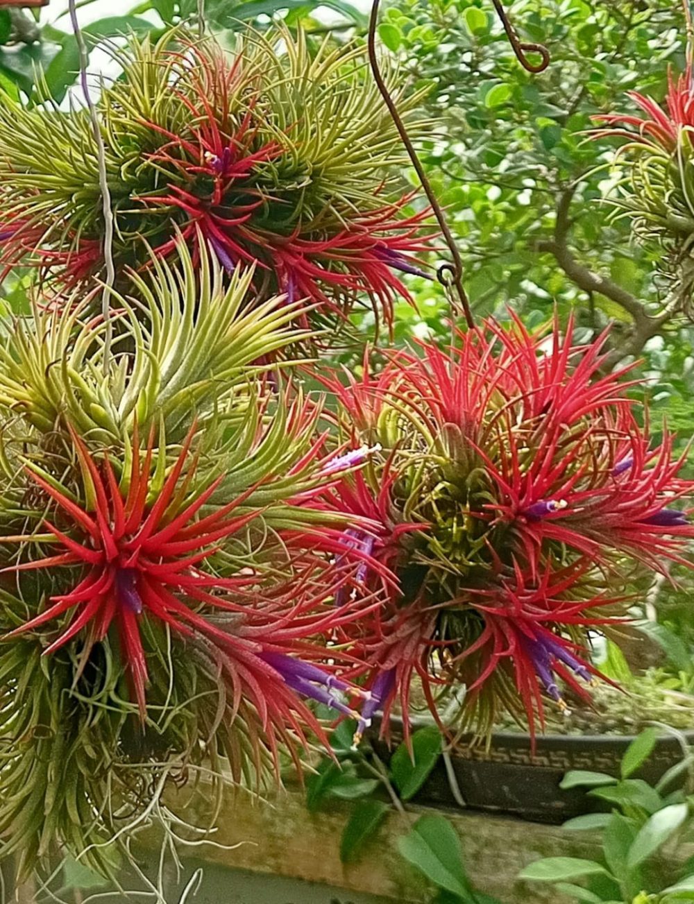 A clump of air plants in red bloom