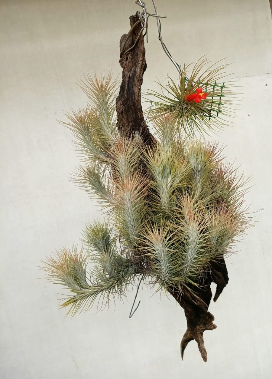 Air plants hanging on a piece of driftwood