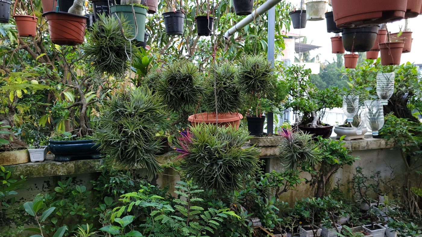 Green air plant balls hanging among bonsai and bottle planters in the garden