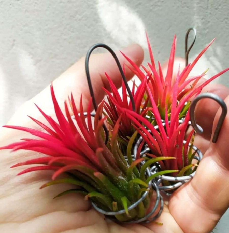 A small red air plant held in an open hand