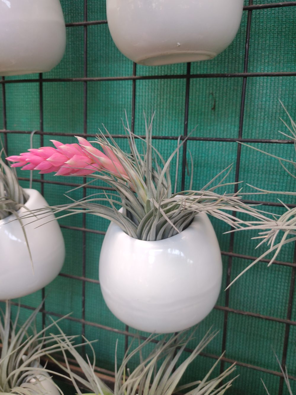 Air plant with a pink flower spike in a white hanging pot