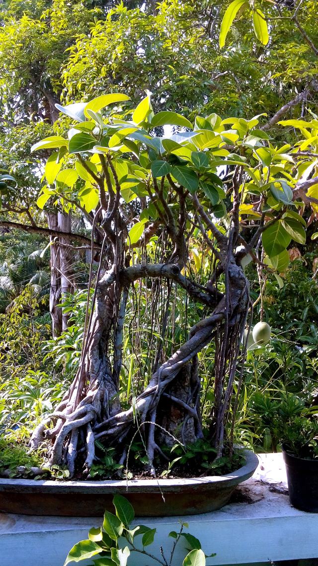 Banyan bonsai with a curtain of aerial roots