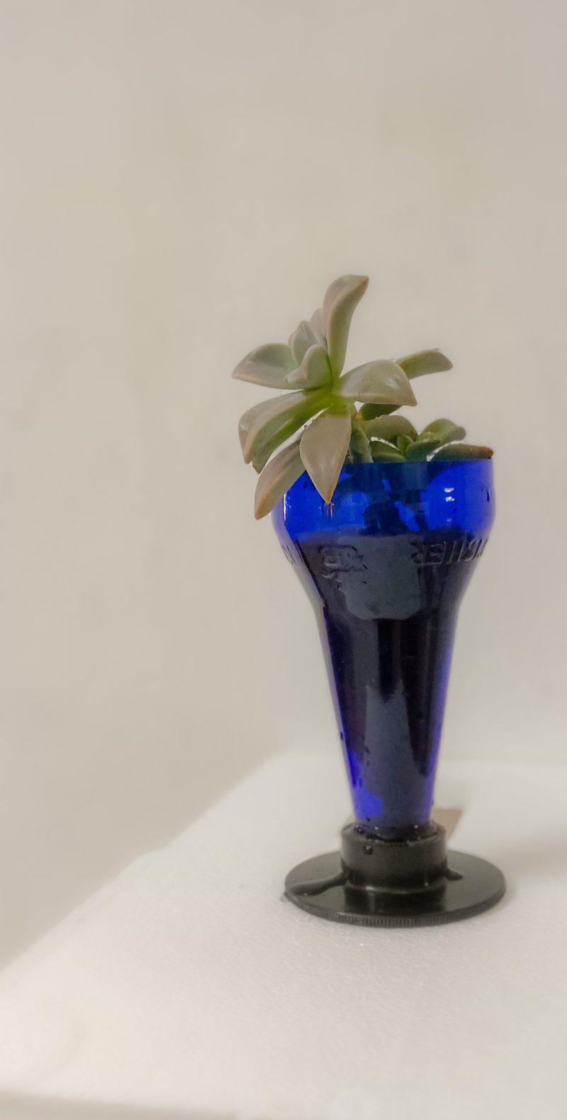 Succulent in the neck of a cut blue bottle