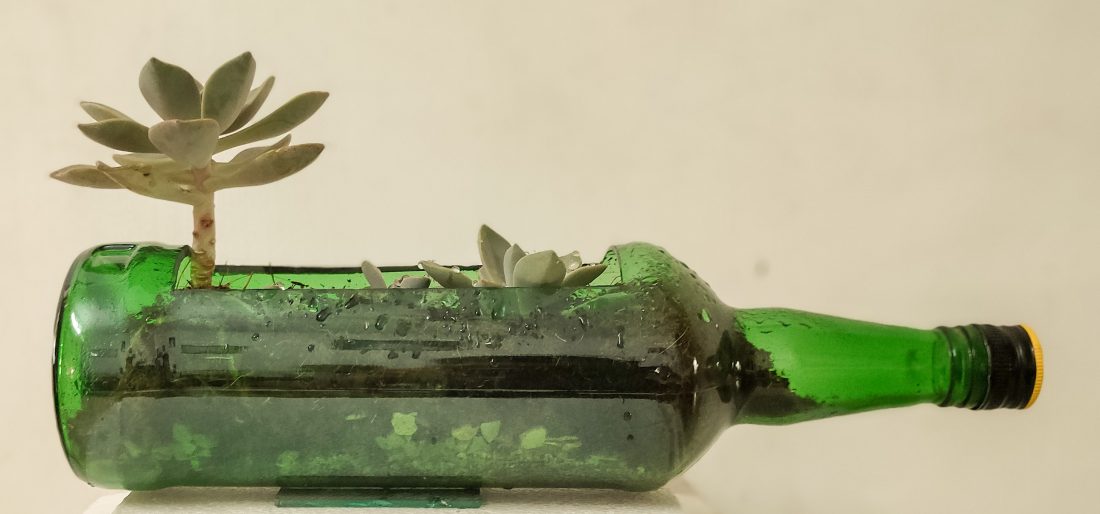 Succulents growing in a green bottle lying on its side