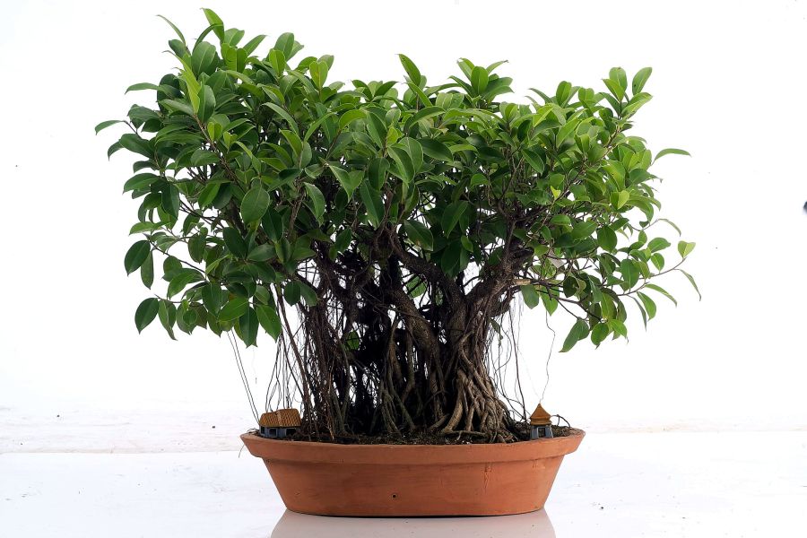 Ficus bonsai with dense aerial roots on a white background