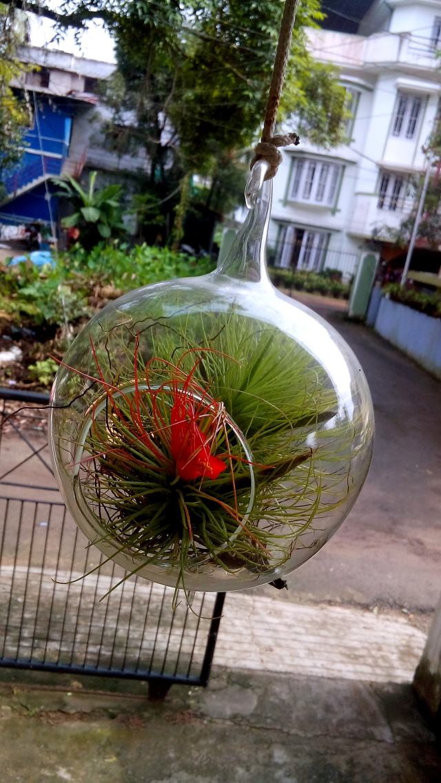 Air plant in a hanging glass globe