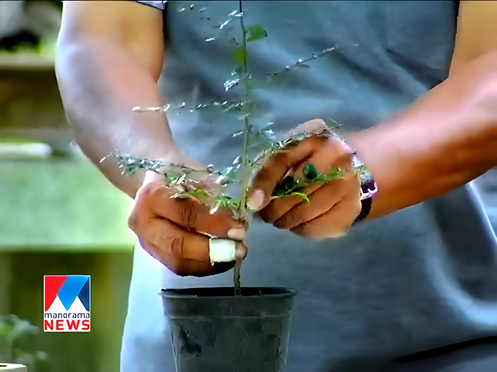 Sebastian Sir's hands shaping a young bonsai