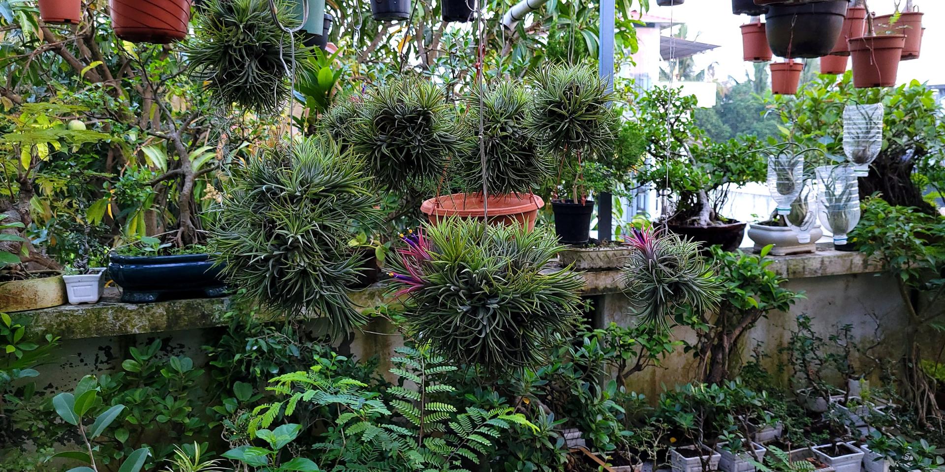 A home garden in Kochi with hundreds of hanging pots and bonsai