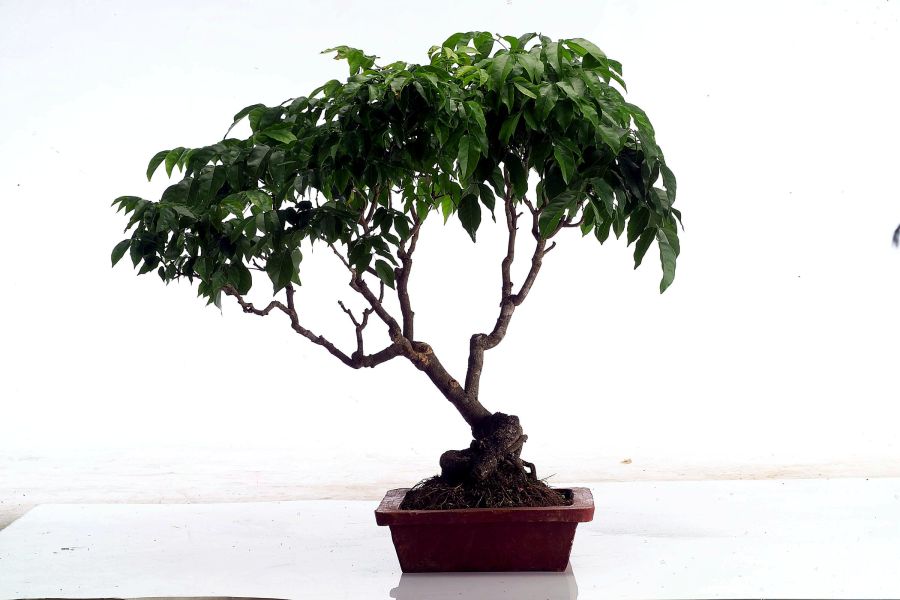 Umbrella-shaped bonsai on a white background