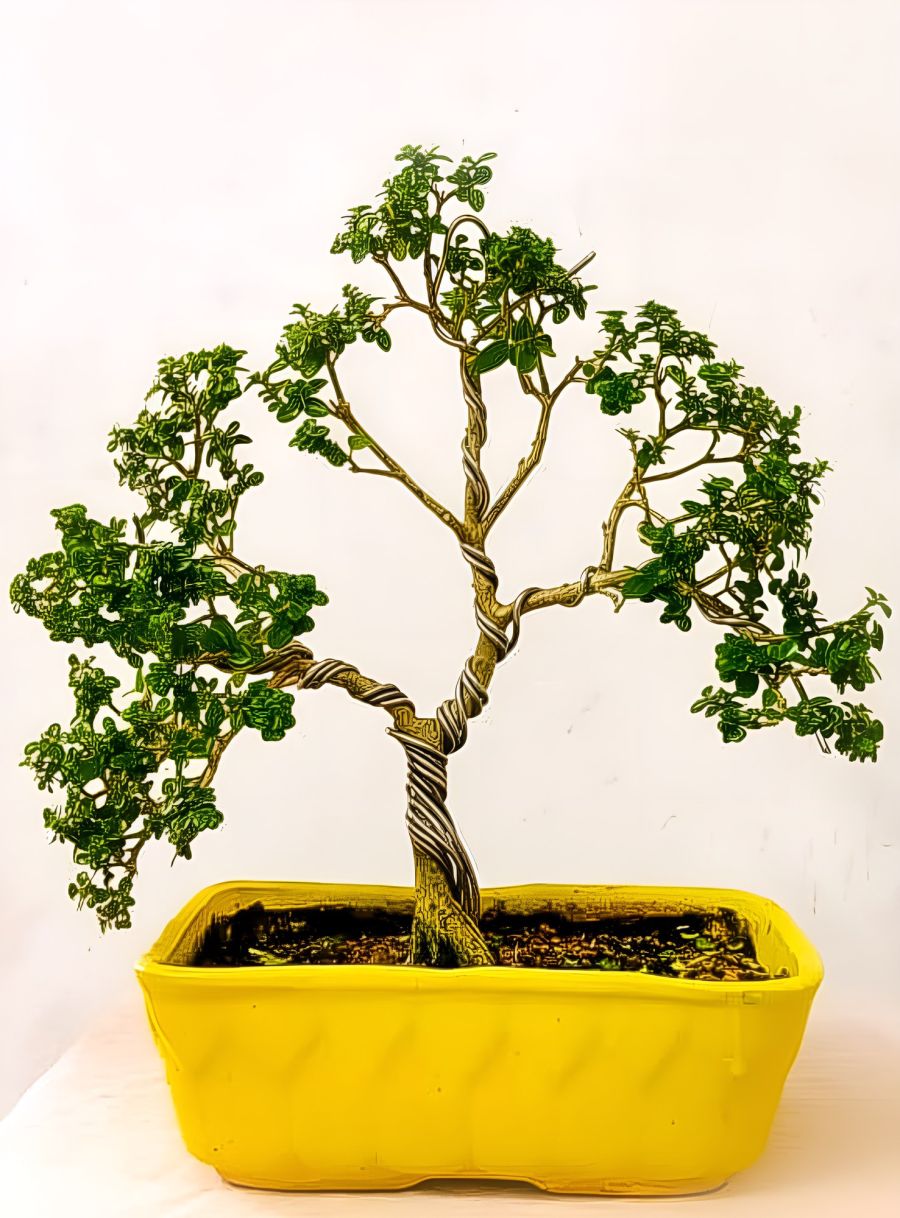 Young bonsai wired and shaped in a yellow pot